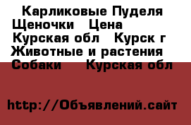 Карликовые Пуделя Щеночки › Цена ­ 7 000 - Курская обл., Курск г. Животные и растения » Собаки   . Курская обл.